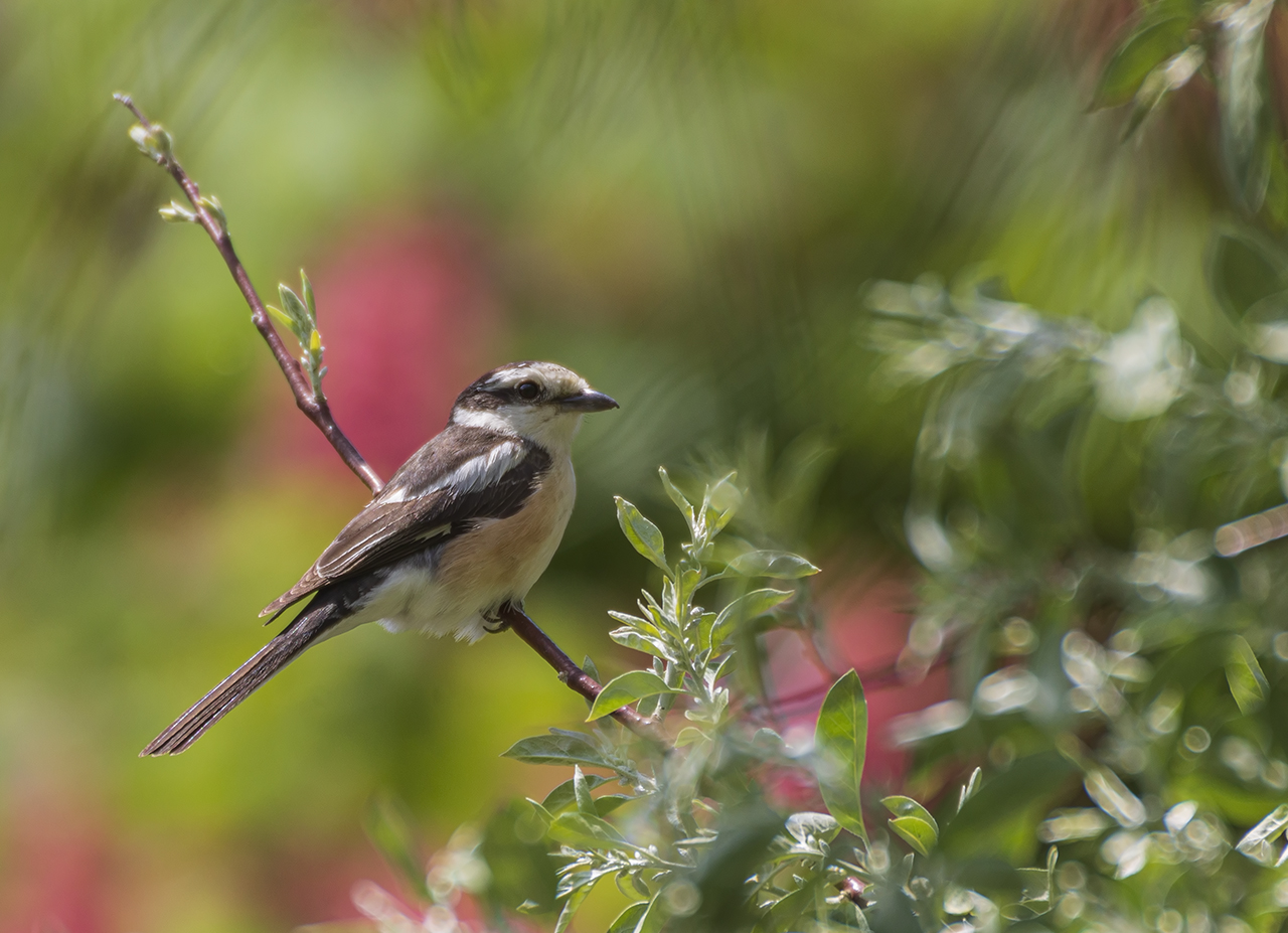 Masked Shrike